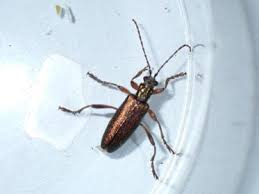 Attēlu rezultāti vaicājumam “Donacia clavipes”