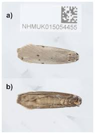 Attēlu rezultāti vaicājumam “Pelosia muscerda”