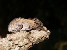 Attēlu rezultāti vaicājumam “Notodonta ziczac”