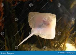 Image result for Raja clavata