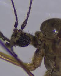 Attēlu rezultāti vaicājumam “Trichocera regelationis”