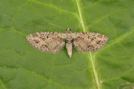 Attēlu rezultāti vaicājumam “Eupithecia exiguata”