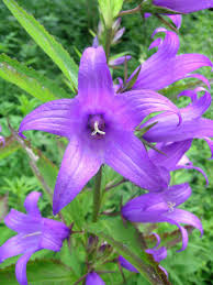 Attēlu rezultāti vaicājumam “Campanula latifolia”