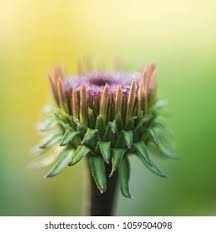 Attēlu rezultāti vaicājumam “Echinacea purpurea bud”