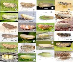 Attēlu rezultāti vaicājumam “Macrosteles sp. nymph”