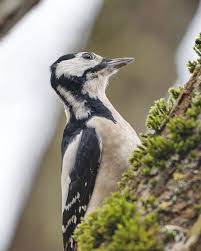 Attēlu rezultāti vaicājumam “Dendrocopos leucotos female”