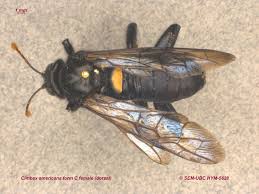 Attēlu rezultāti vaicājumam “Cimbicidae”