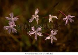 Attēlu rezultāti vaicājumam “Dianthus arenarius”