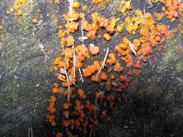 Attēlu rezultāti vaicājumam “Lycogala asperum macro”