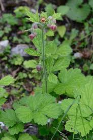 Attēlu rezultāti vaicājumam “Geum rivale leaf”
