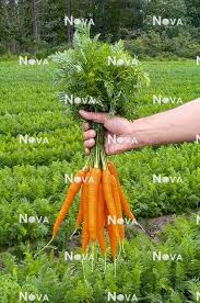 Attēlu rezultāti vaicājumam “Daucus sativus flower”