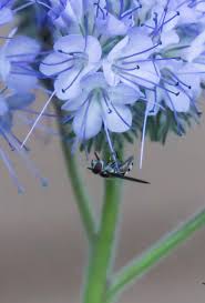 Image result for Phacelia