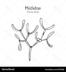 Attēlu rezultāti vaicājumam “Viscum album”