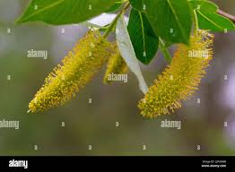 Attēlu rezultāti vaicājumam “Salix pentandra flower”
