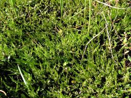 Attēlu rezultāti vaicājumam “Calliergon cordifolium”