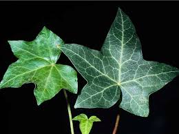 Attēlu rezultāti vaicājumam “Hedera helix  leaf”