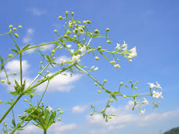 Attēlu rezultāti vaicājumam “Galium rivale”