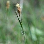 Attēlu rezultāti vaicājumam “Carex lasiocarpa male flower”