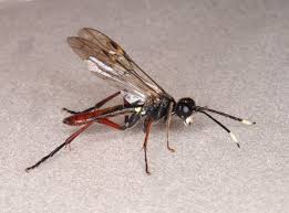 Attēlu rezultāti vaicājumam “Tenthredo mandibularis”