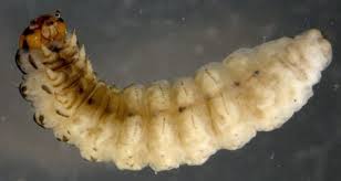 Attēlu rezultāti vaicājumam “Incurvariidae”