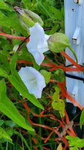 Attēlu rezultāti vaicājumam “Convolvulus arvensis”