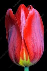 Attēlu rezultāti vaicājumam “Tulipa gesneriana”