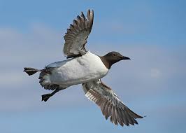 Image result for Uria aalge