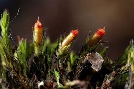 Attēlu rezultāti vaicājumam “Schistidium robustum”