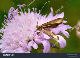 Attēlu rezultāti vaicājumam “Nemophora metallica”