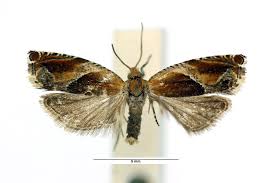 Attēlu rezultāti vaicājumam “Ancylis myrtillana”