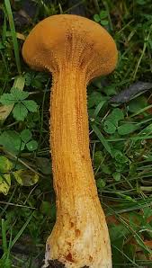 Attēlu rezultāti vaicājumam “Phaeolepiota aurea”