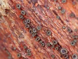 Attēlu rezultāti vaicājumam “Hyphodiscus hymeniophilus”