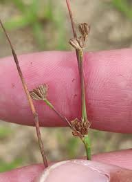 Attēlu rezultāti vaicājumam “Juncus bulbosus”