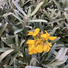 Attēlu rezultāti vaicājumam “Enteridium liceoides young”