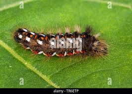 Attēlu rezultāti vaicājumam “Acronicta rumicis imago”