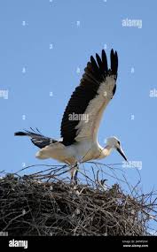 Attēlu rezultāti vaicājumam “Ciconia ciconia juvenile”