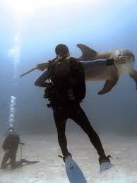 Image result for Durley Dolphin Diver