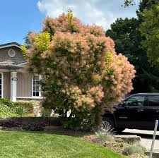 Attēlu rezultāti vaicājumam “Cotinus coggygria”