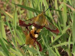Attēlu rezultāti vaicājumam “Hemaris fuciformis”