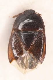 Attēlu rezultāti vaicājumam “Cydnidae”