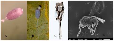 Attēlu rezultāti vaicājumam “Chrysopidae imago”