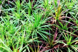 Attēlu rezultāti vaicājumam “Carex appropinquata leaf”