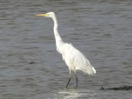 Attēlu rezultāti vaicājumam “Egretta alba”