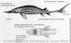Image result for Scaphirhynchus platorynchus