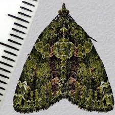 Attēlu rezultāti vaicājumam “Chloroclysta siterata”