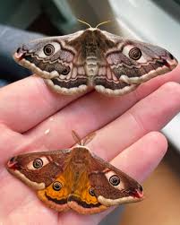 Attēlu rezultāti vaicājumam “Saturnia pavonia cocoon”