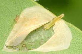 Attēlu rezultāti vaicājumam “Diurnea lipsiella male”