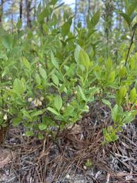 Attēlu rezultāti vaicājumam “Vaccinium angustifolium”