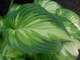 Image result for Hosta Warpaint