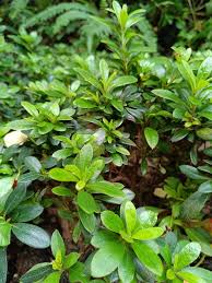 Attēlu rezultāti vaicājumam “Menziesia ferruginea”